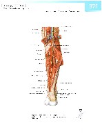 Sobotta  Atlas of Human Anatomy  Trunk, Viscera,Lower Limb Volume2 2006, page 378